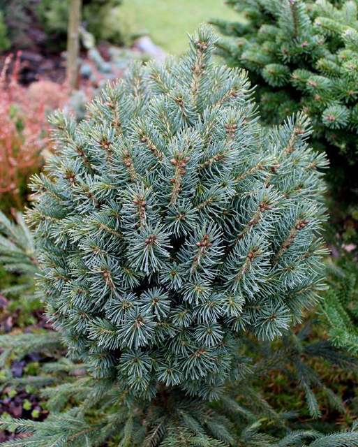 Picea schrenkiana 'Cinco'